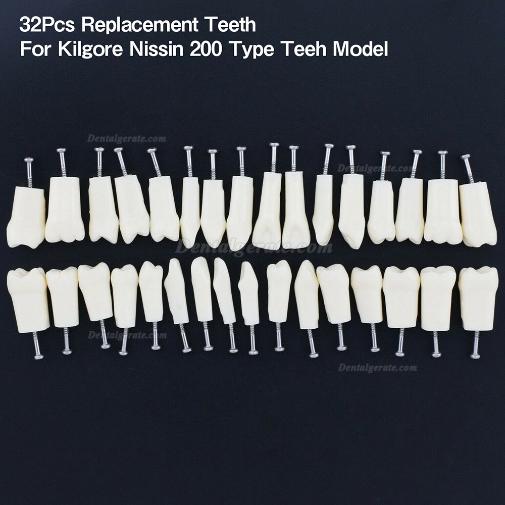 Dental Z&auml;hne Modell Typodont M8024/M8025 Kompatibel Nissin Kilgore 200